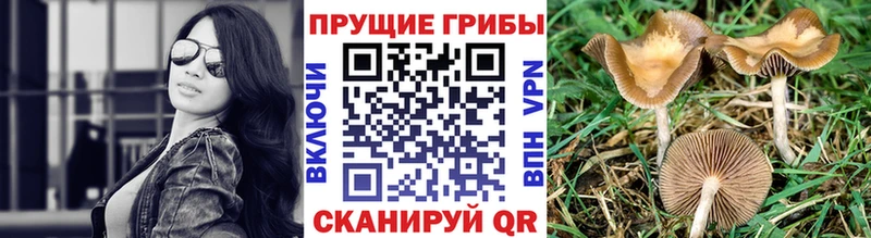 нарко площадка наркотические препараты  Энгельс  Галлюциногенные грибы Magic Shrooms 